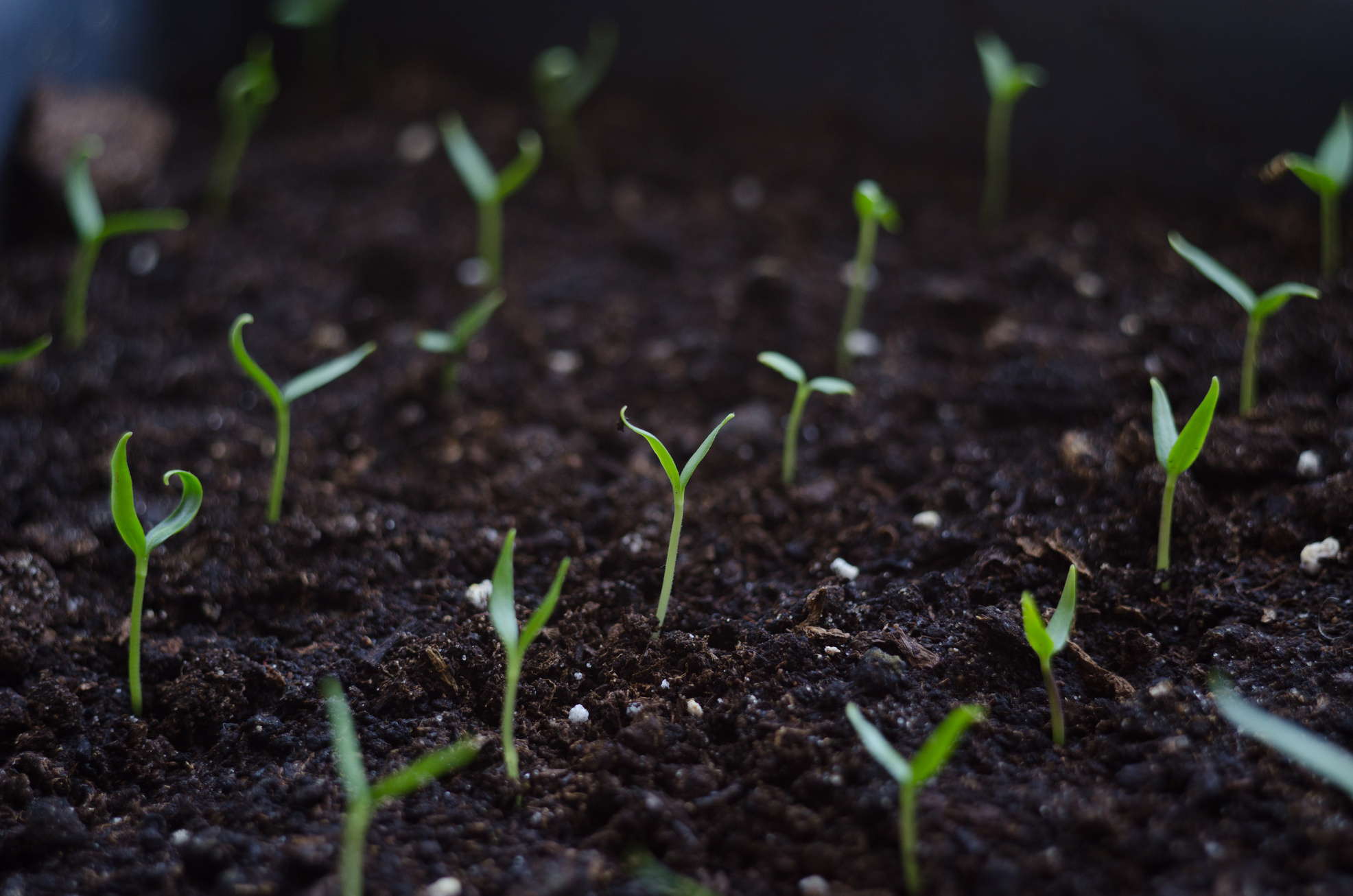 Close up Young seed germination and plant growing with rain water drop over green and morning sunlight environment